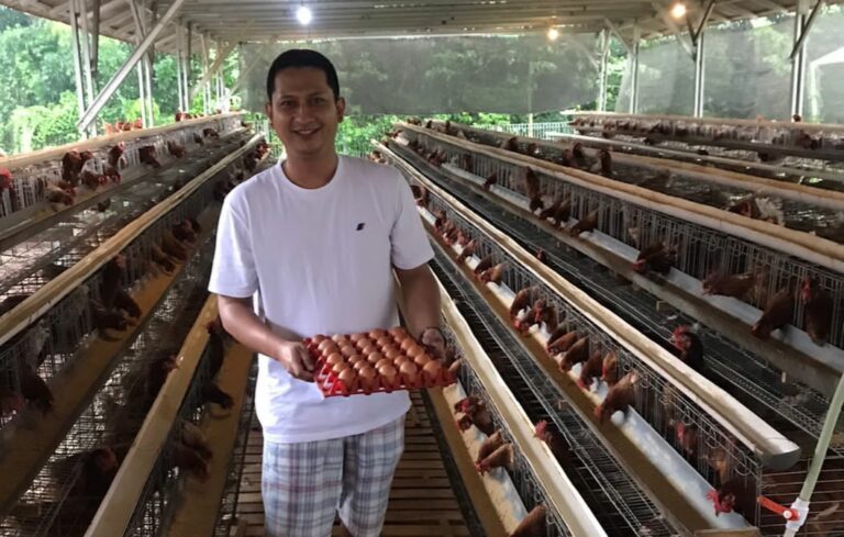 Harga Telur Terus Anjlok, Peternak Milenial Menjerit