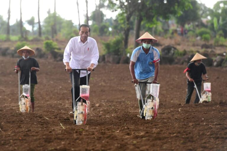 Tanam Jagung, Jokowi Harap Sulsel Produksi 1,8 Juta Ton