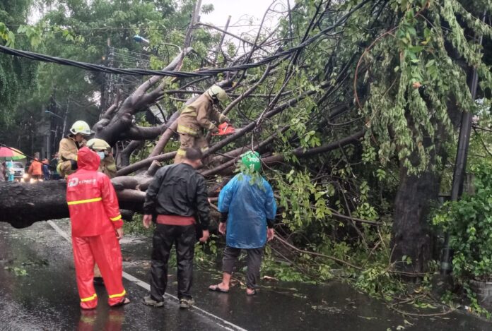 Hujang angin menyebabkan pohon tumbang di daerah Ciracas, Jakarta Timur, Selasa (8/3) | Foto: Ist.