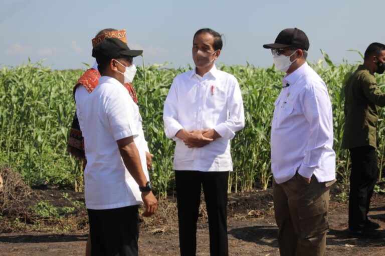 Dampingi Presiden, Wamentan Komitmen Dukung Pengembangan Sorgum di NTT