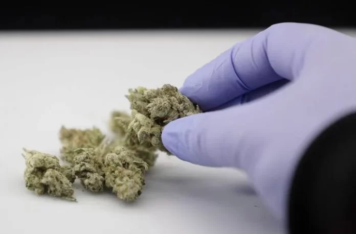 Ilustrasi Ganja Medis | Foto: Istimewa