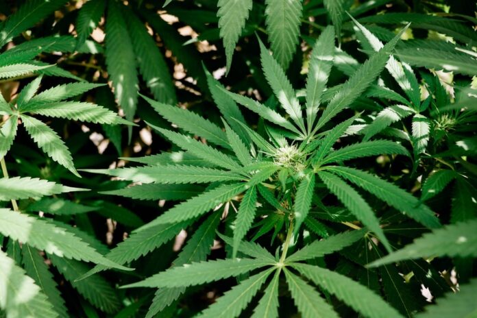 Ilustrasi Tanaman Ganja | Foto: Ist.