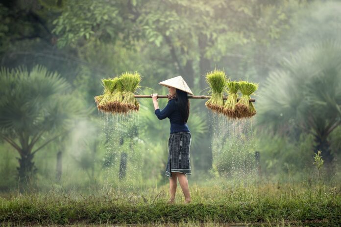 Ilustrasi petani perempuan. Foto: Pixabay/sasint