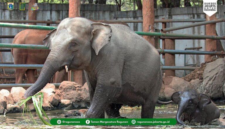 109.994 Wisatawan Kunjungi Taman Margasatwa Ragunan saat H+4 Lebaran