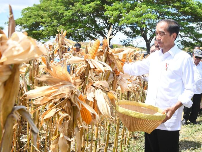 Presiden Jokowi meninjau panen raya jagung di Kabupaten Sumbawa, NTB, Kamis (2/5). Foto:BPMI Setpres