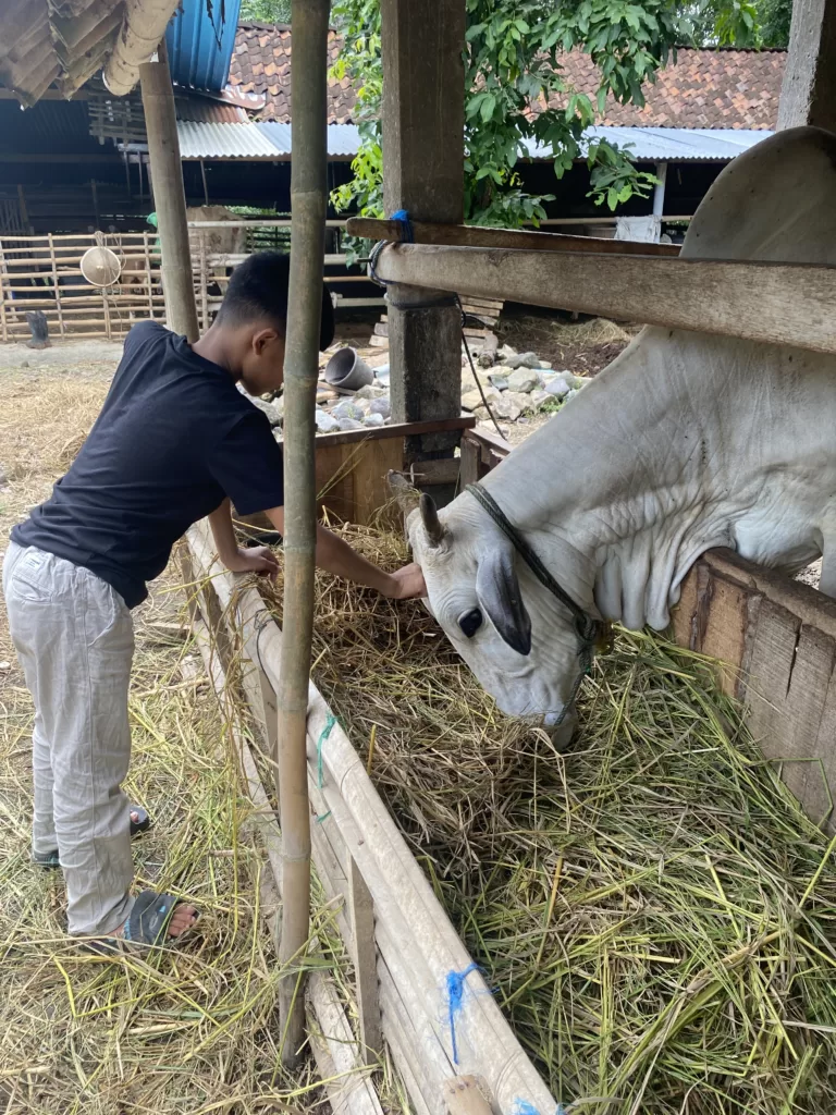 DPRD DKI Minta Pemprov Jakarta Pastikan Hewan Kurban Sehat